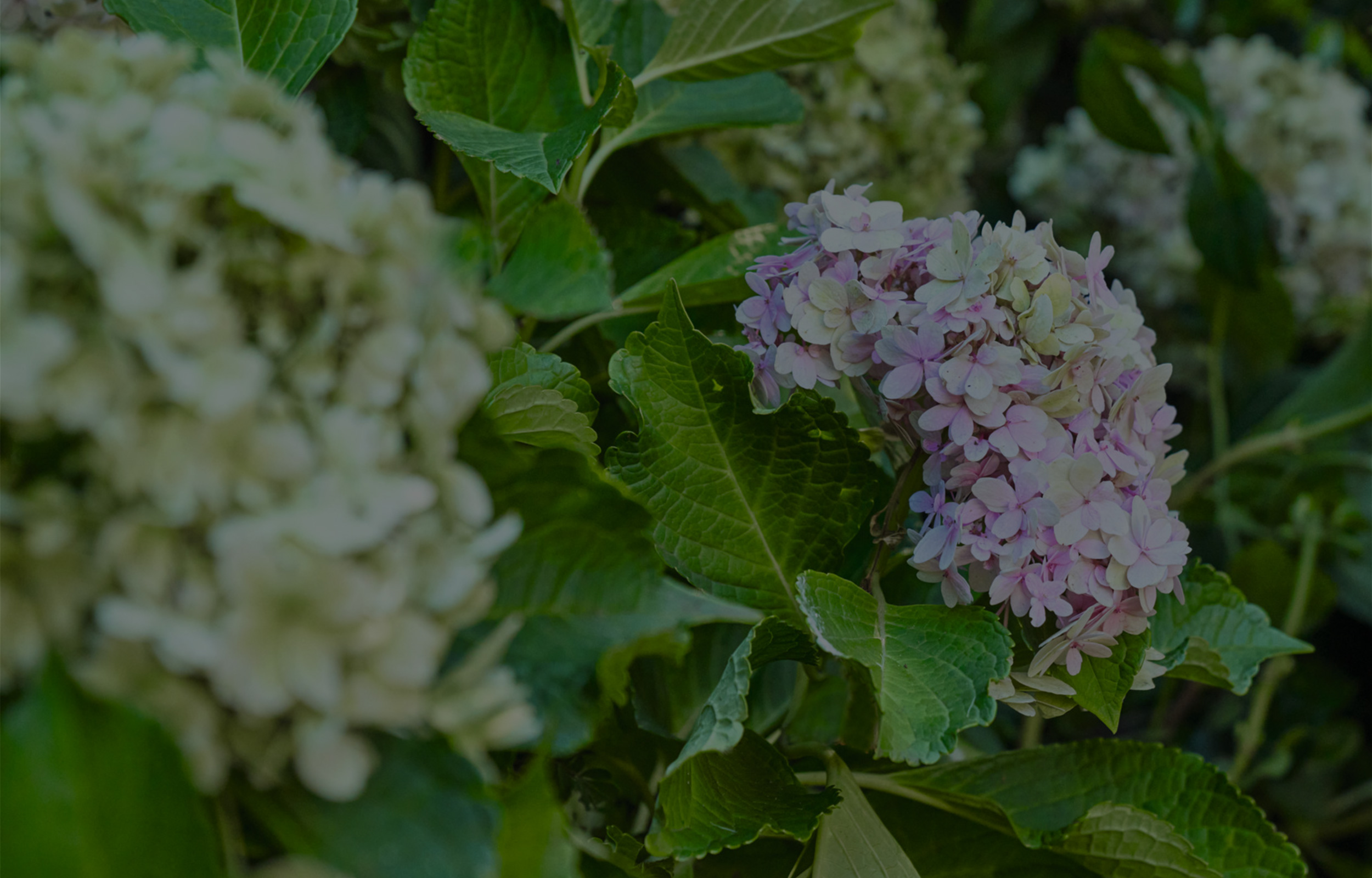 Tuinonderhoud in de lente
