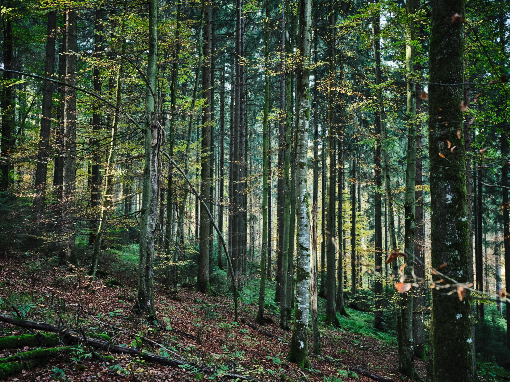 Berkenbos