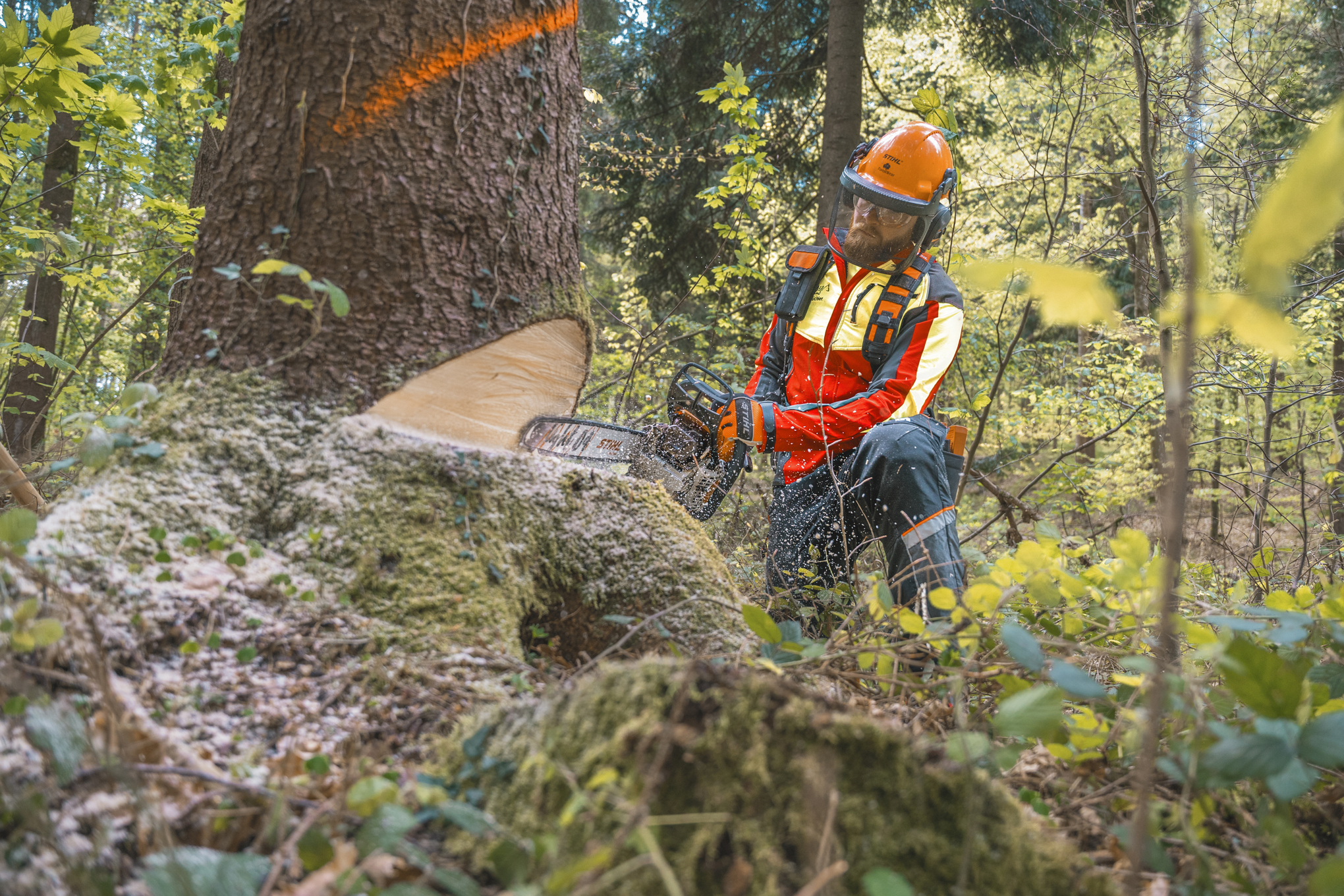 Markus Küchler velt een boom met de STIHL MS 400 C-M benzinekettingzaag