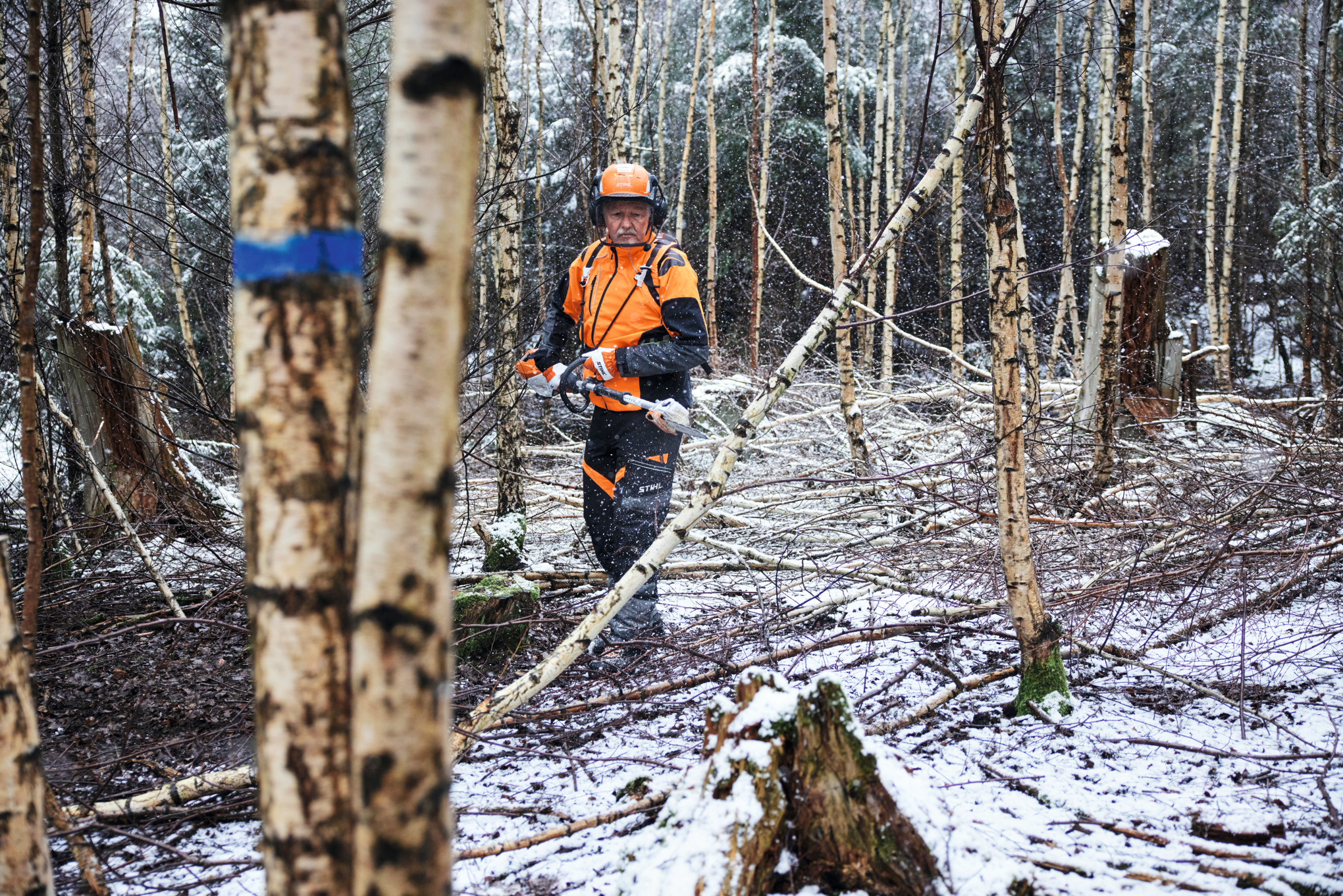 Een man in veiligheidsuitrusting zaagt een berk met een STIHL HTA 150 accuhoogsnoeier