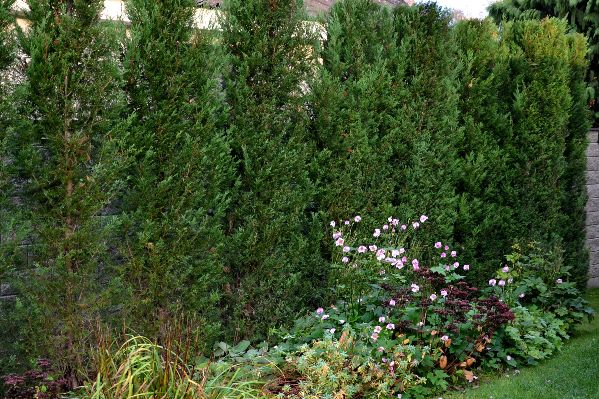 Cipressenheg langs een tuinperceel