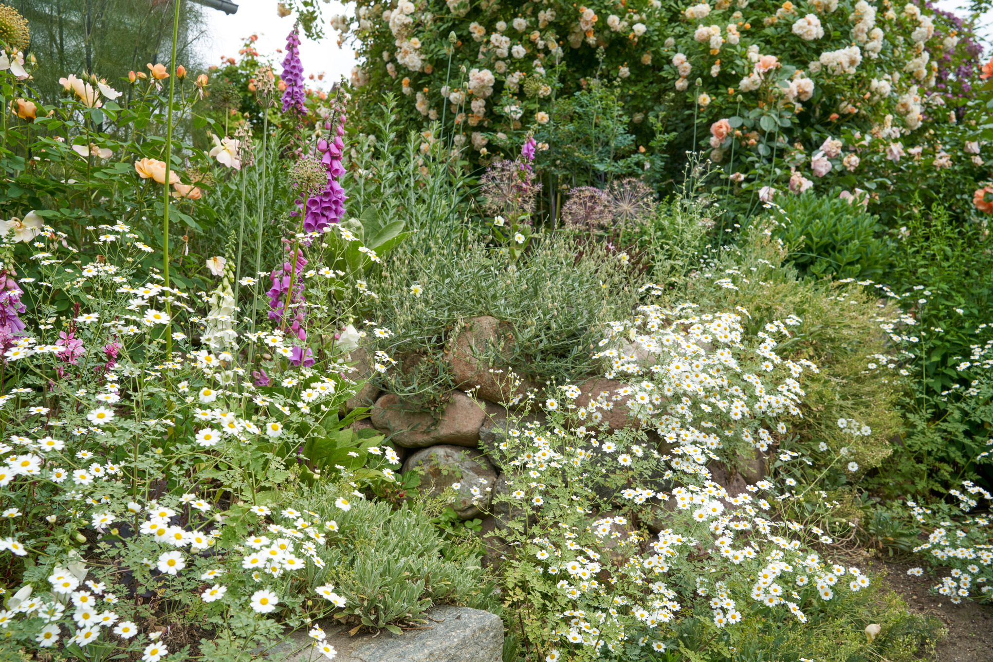 Tuin op een helling met stenen en moederkruid