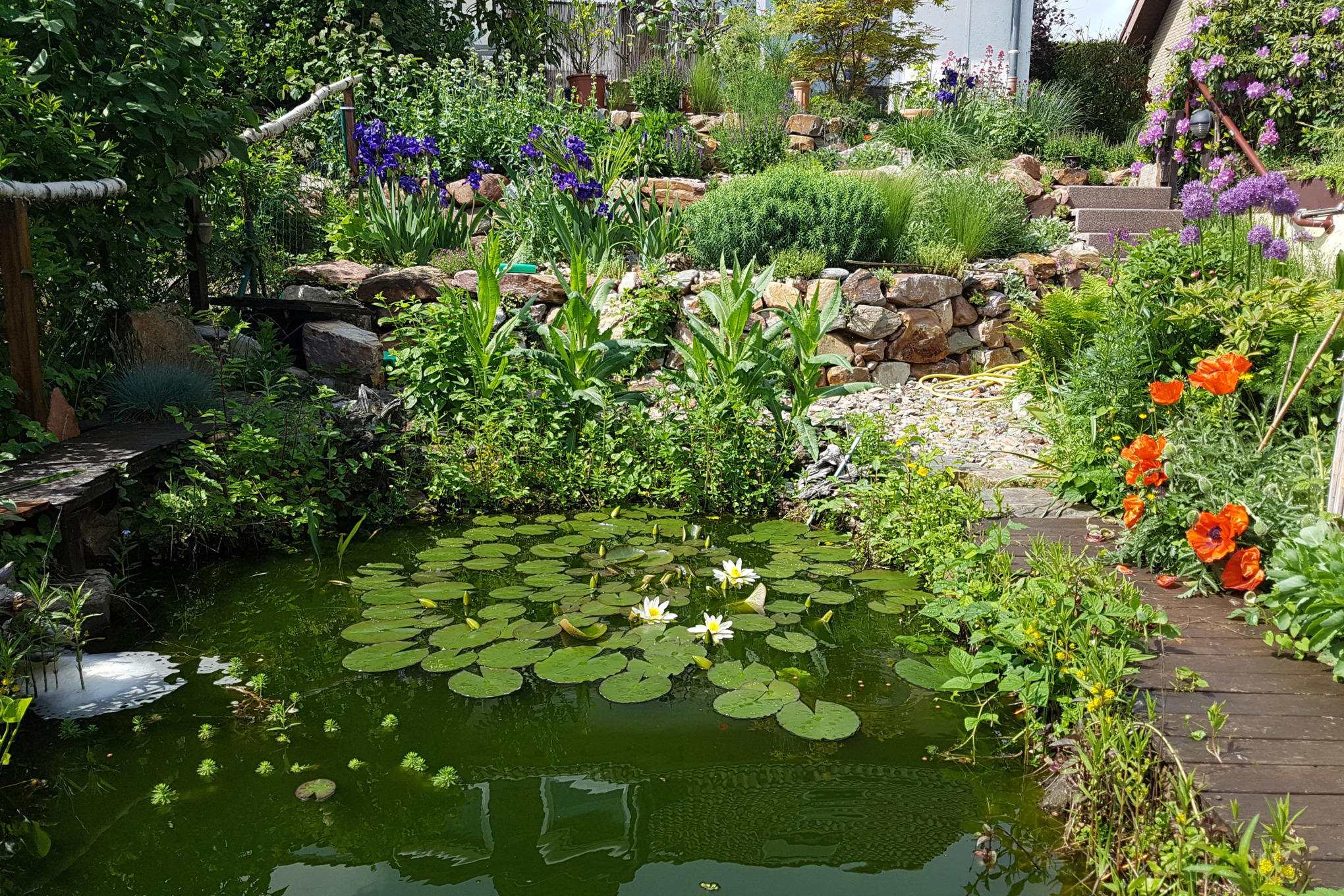 Tuin op een helling met stenen borders en waterlelievijver