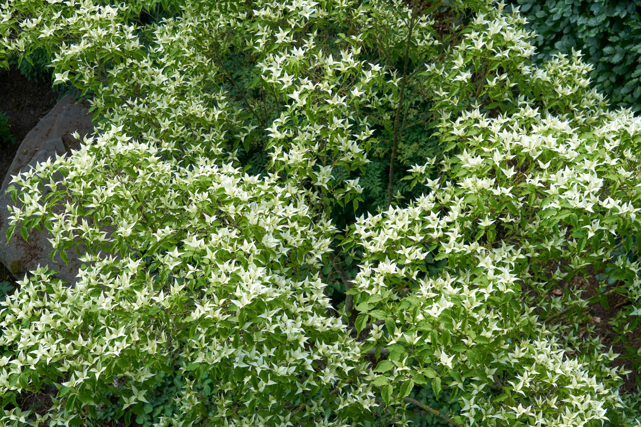 Close-up bloeiende Japanse kornoelje