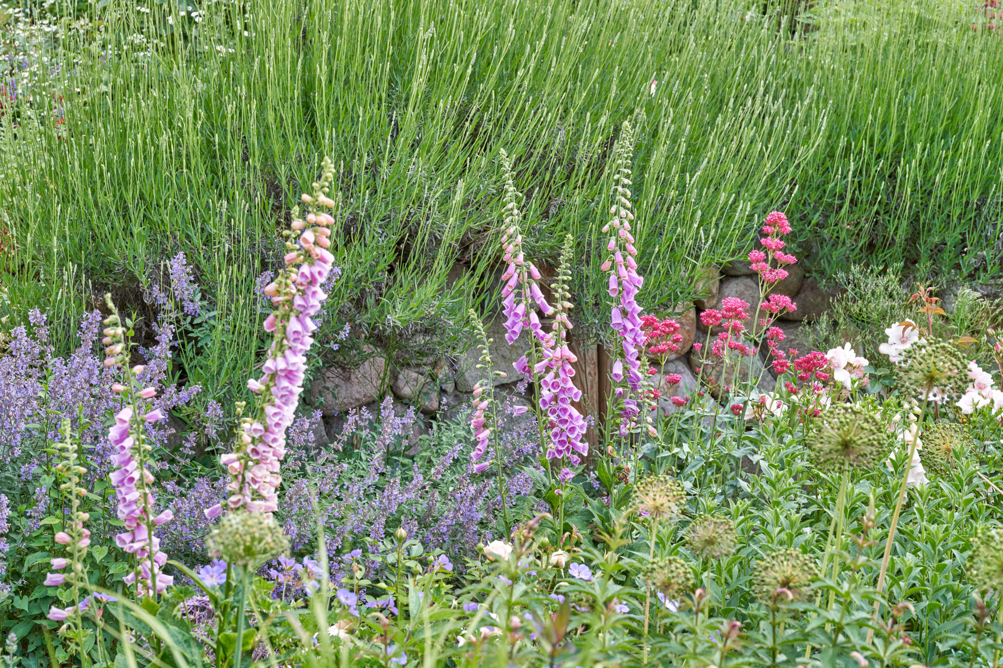 Close-up van lavendel, kattenkruid, vingerhoed en kamperfoelie