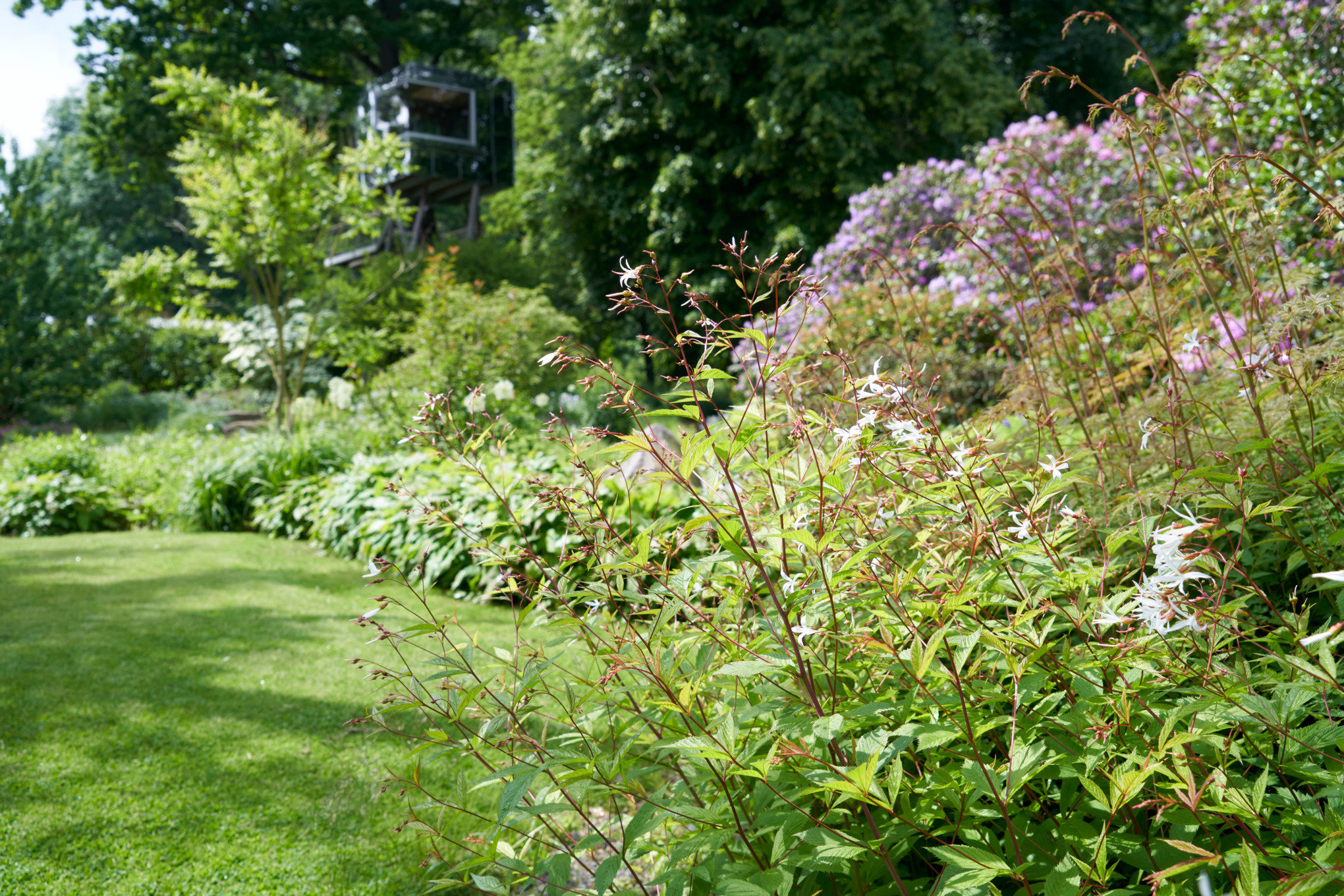 Tuin op een helling met gillenia trifoliata