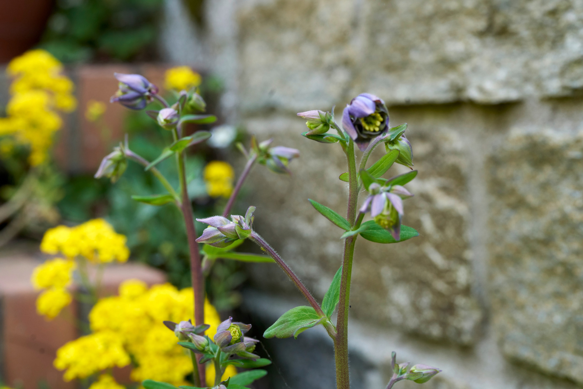 Close-up van tuin op een helling met akelei aan een muur