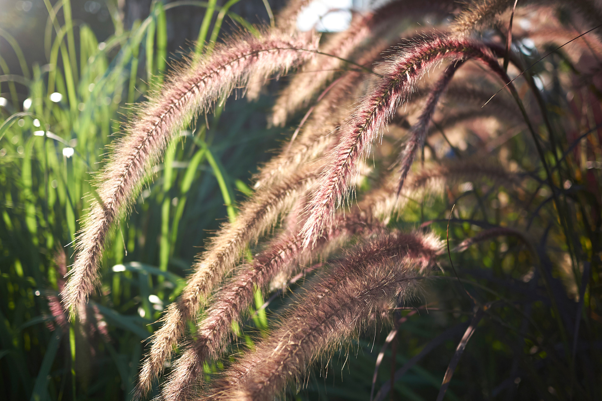 Zachte pennisetum in het zonlicht