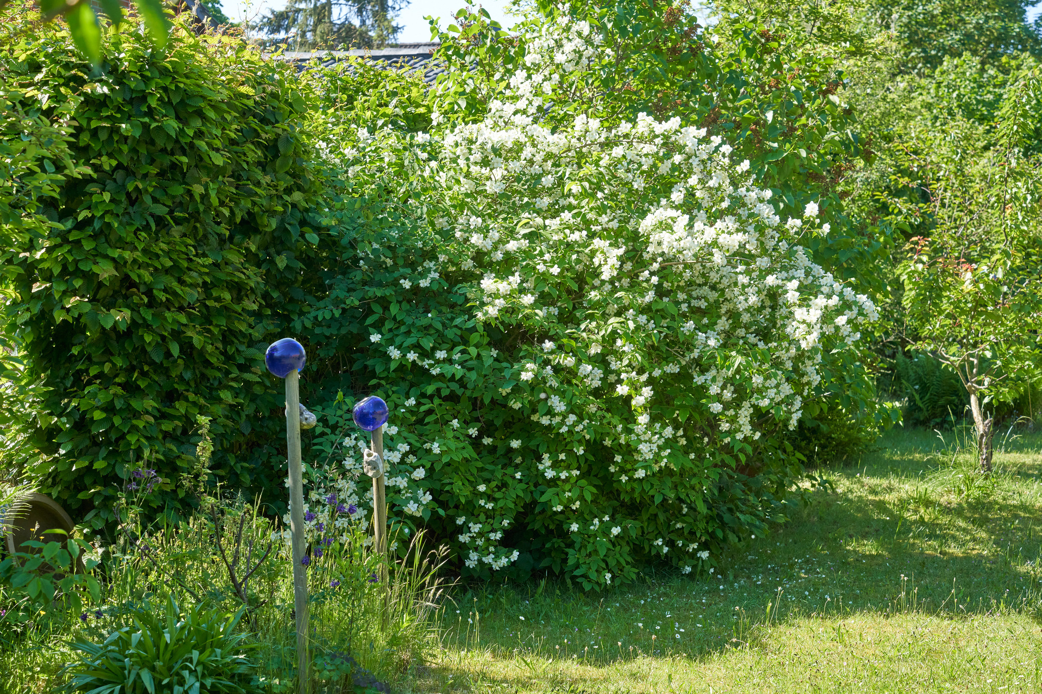 Wit bloeiende boerenjasmijn in een tuin