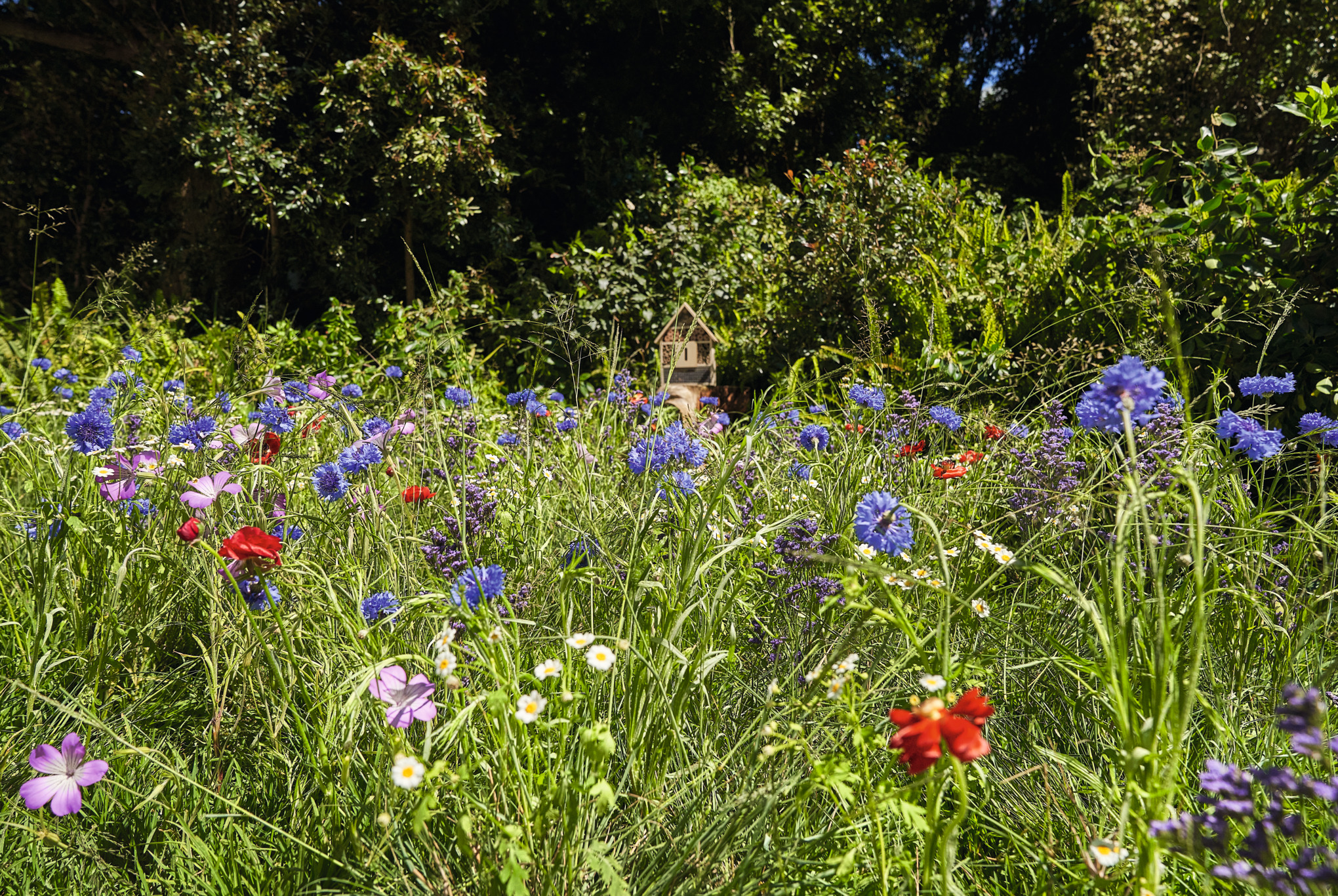 Bloeiende wilde bloemenweide met klaprozen en korenbloemen, op de achtergrond staan bomen