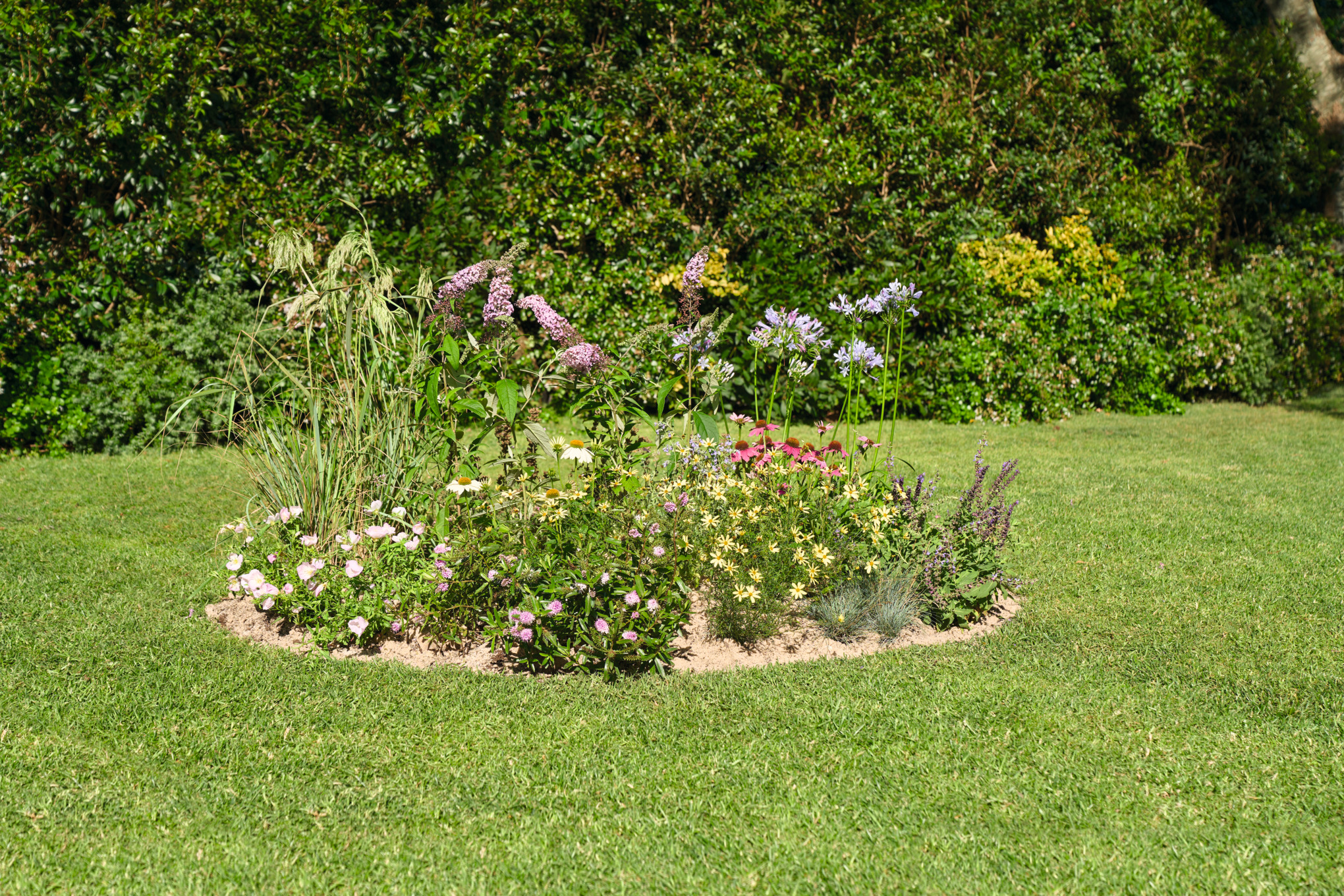 Bloeiend eilandperk in een tuin