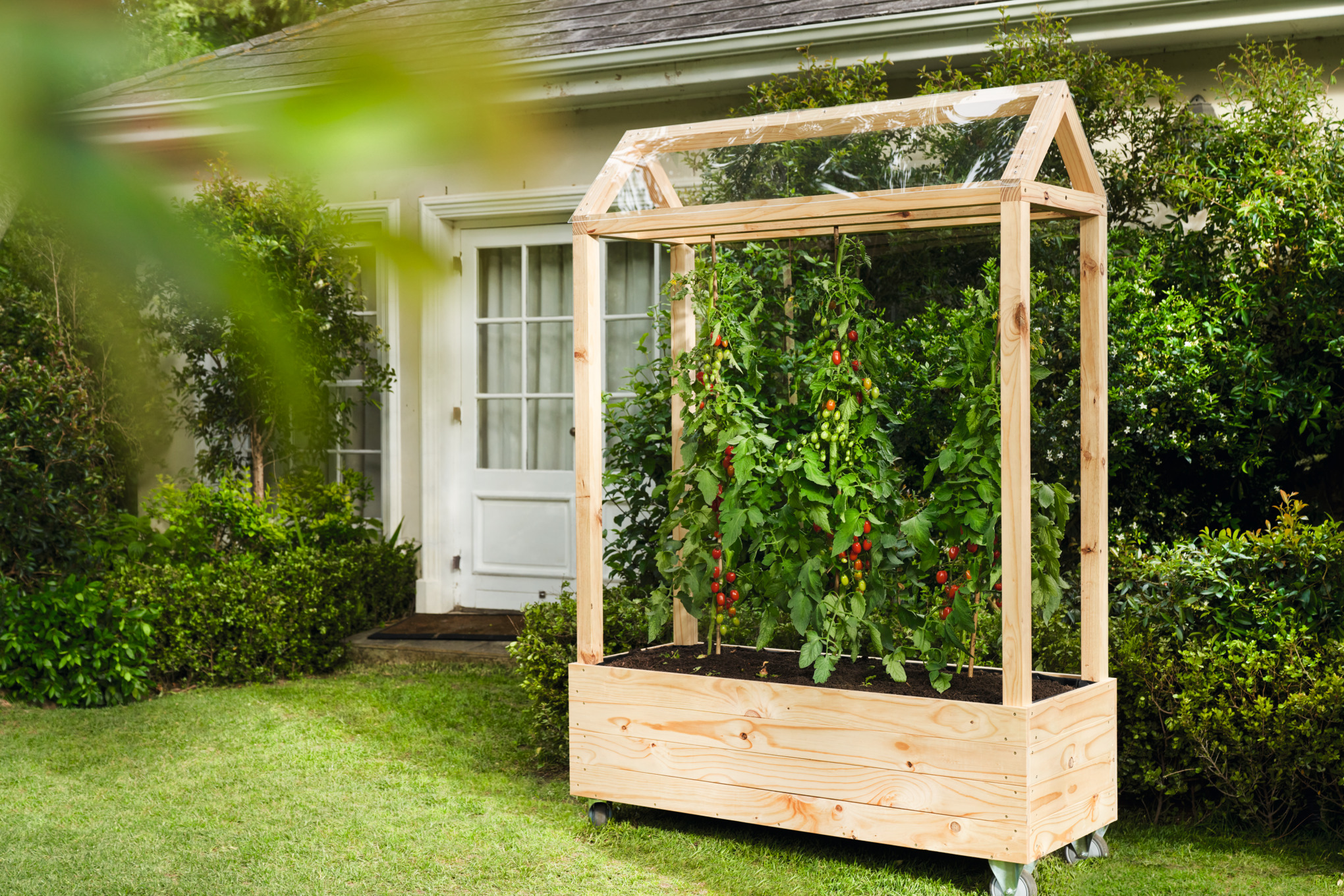 Houten tomatenkas met zelfgekweekte tomaten in een tuin  