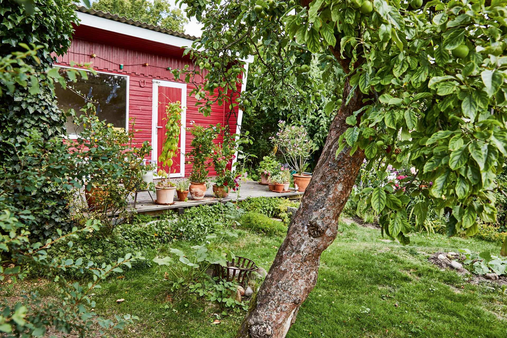 Fruitboom in een tuin met een rood tuinhuis