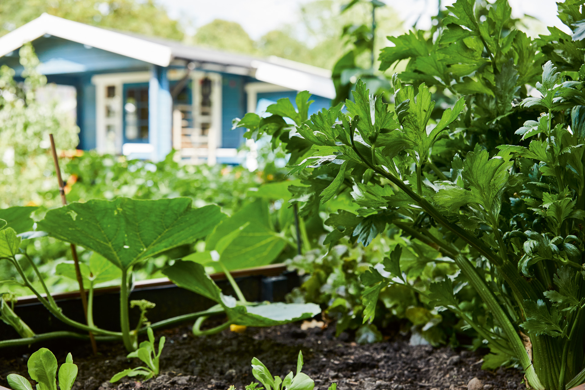 Close-up van een moestuin in een tuin voor een blauw huis