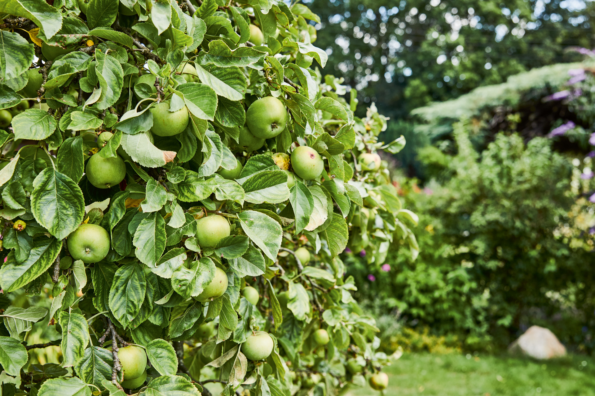 Groene appelboom met struiken en andere fruitbomen op de achtergrond