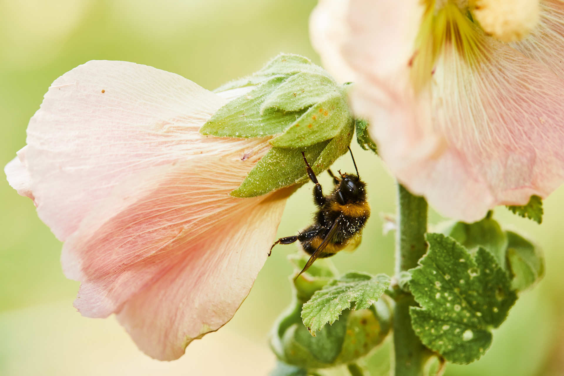 Bijen op een roze bloesem in de diervriendelijke tuin