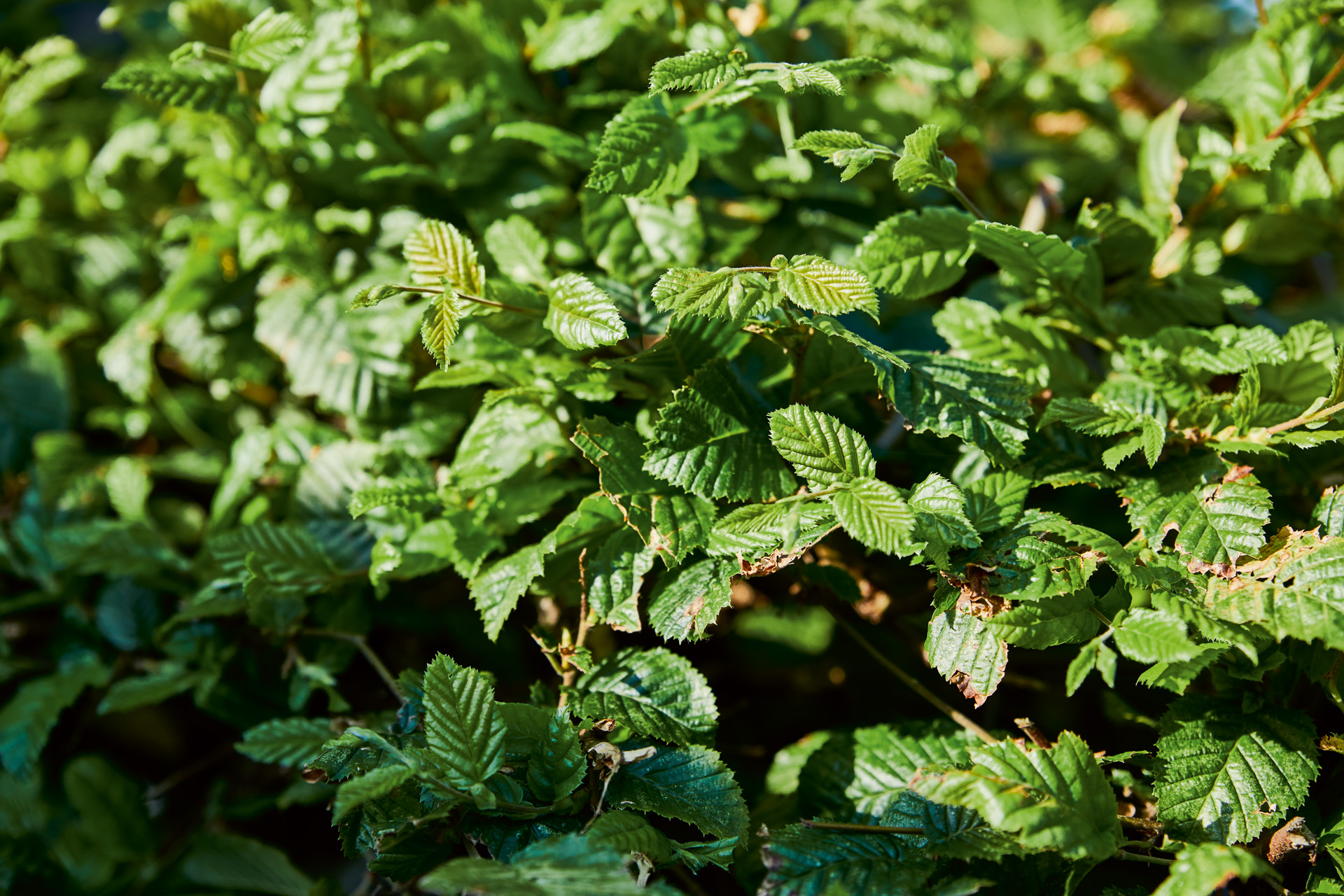 Close-up van de groene bladeren van een heg van haagbeuk