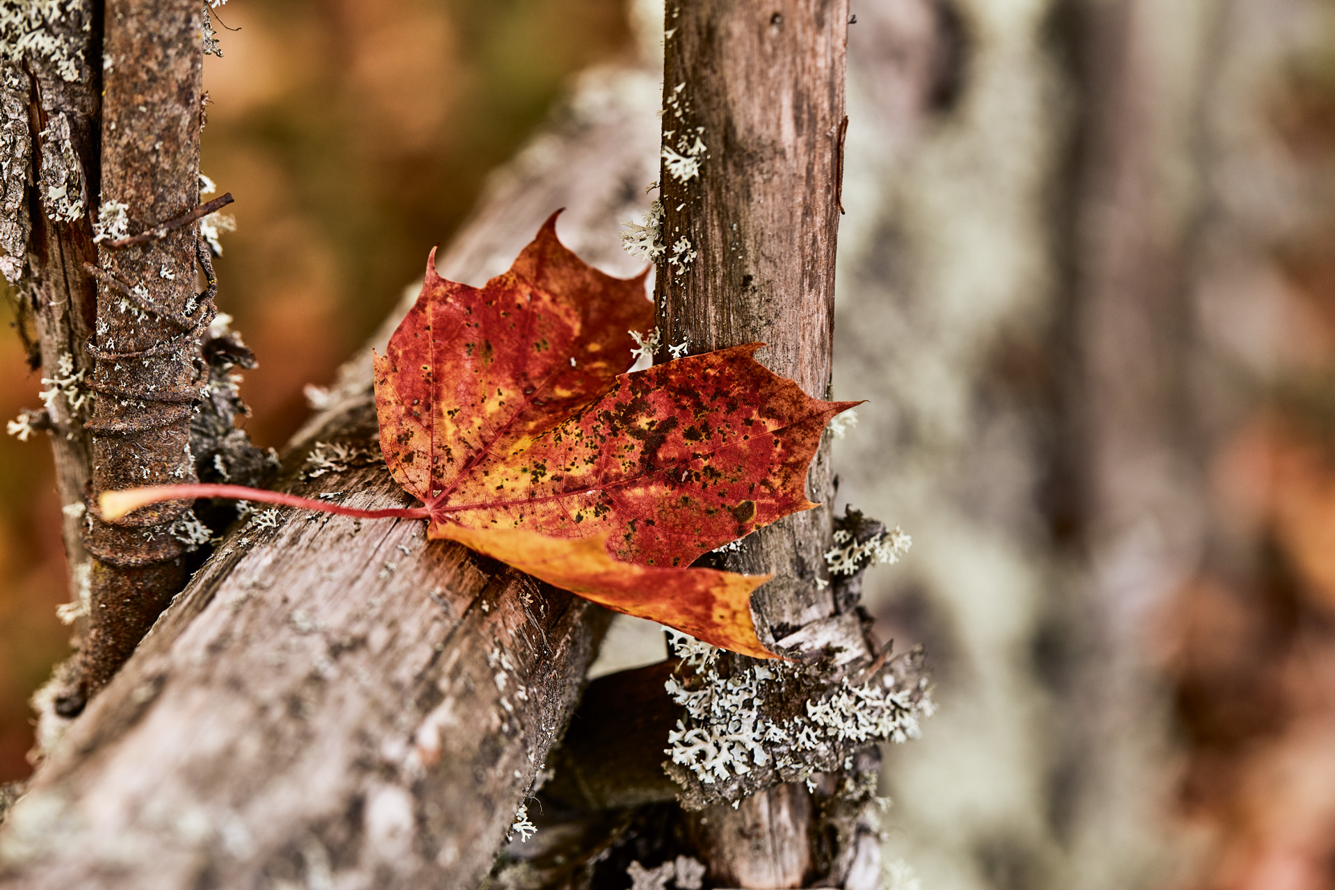 Een blad op hout