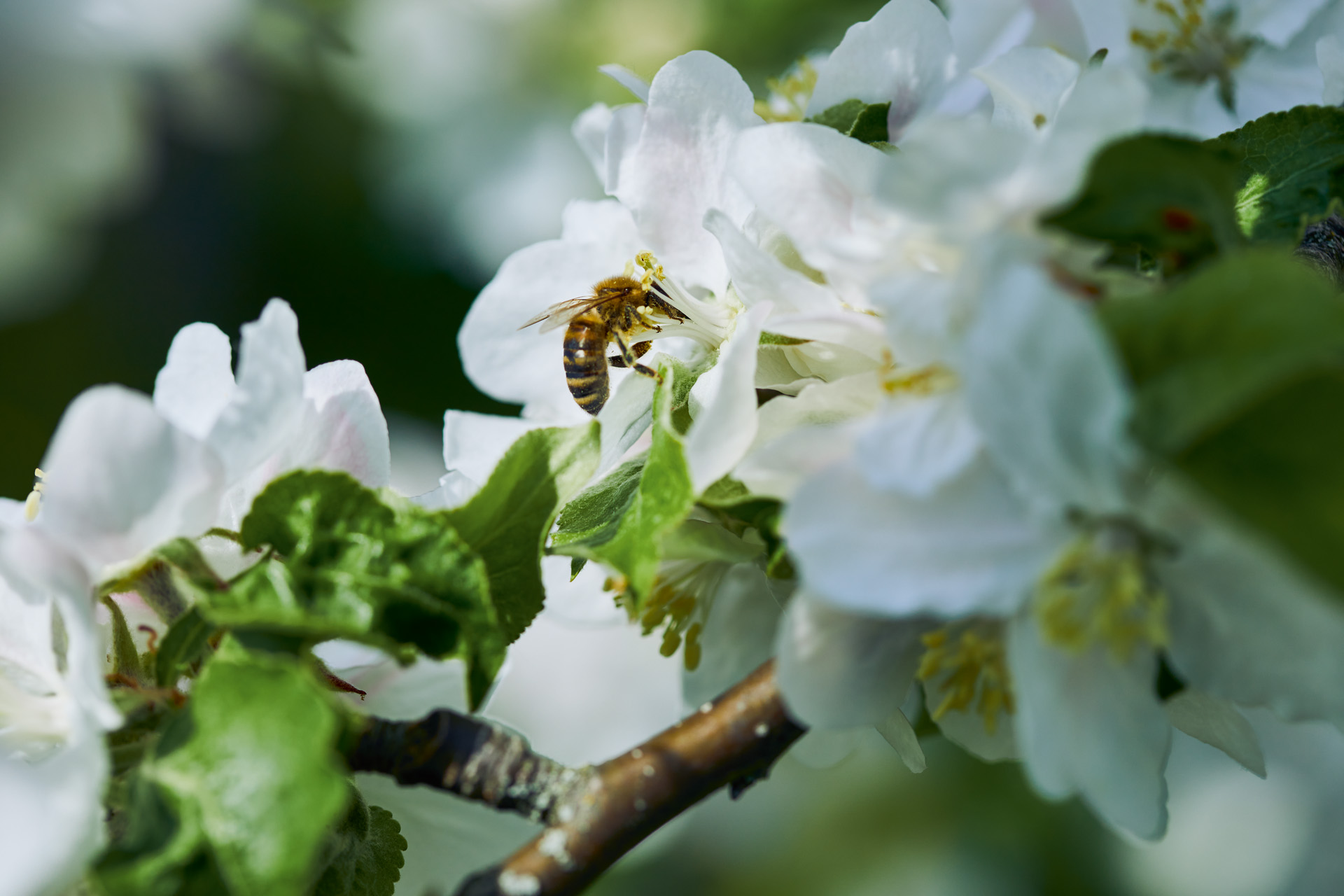 Close-up van een bij op witte bloesem