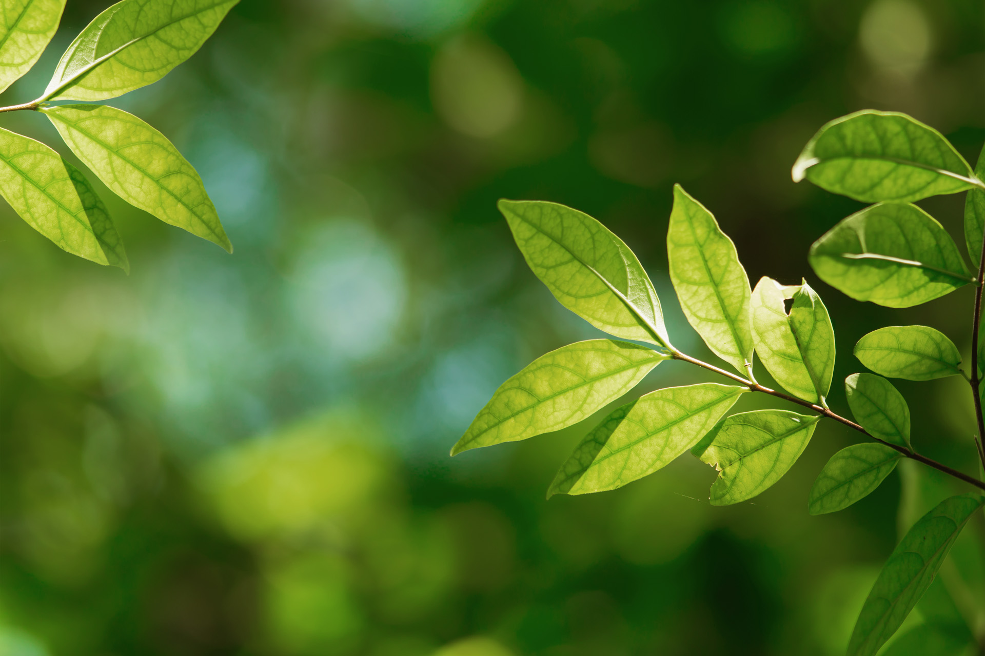 Planten met groene bladeren