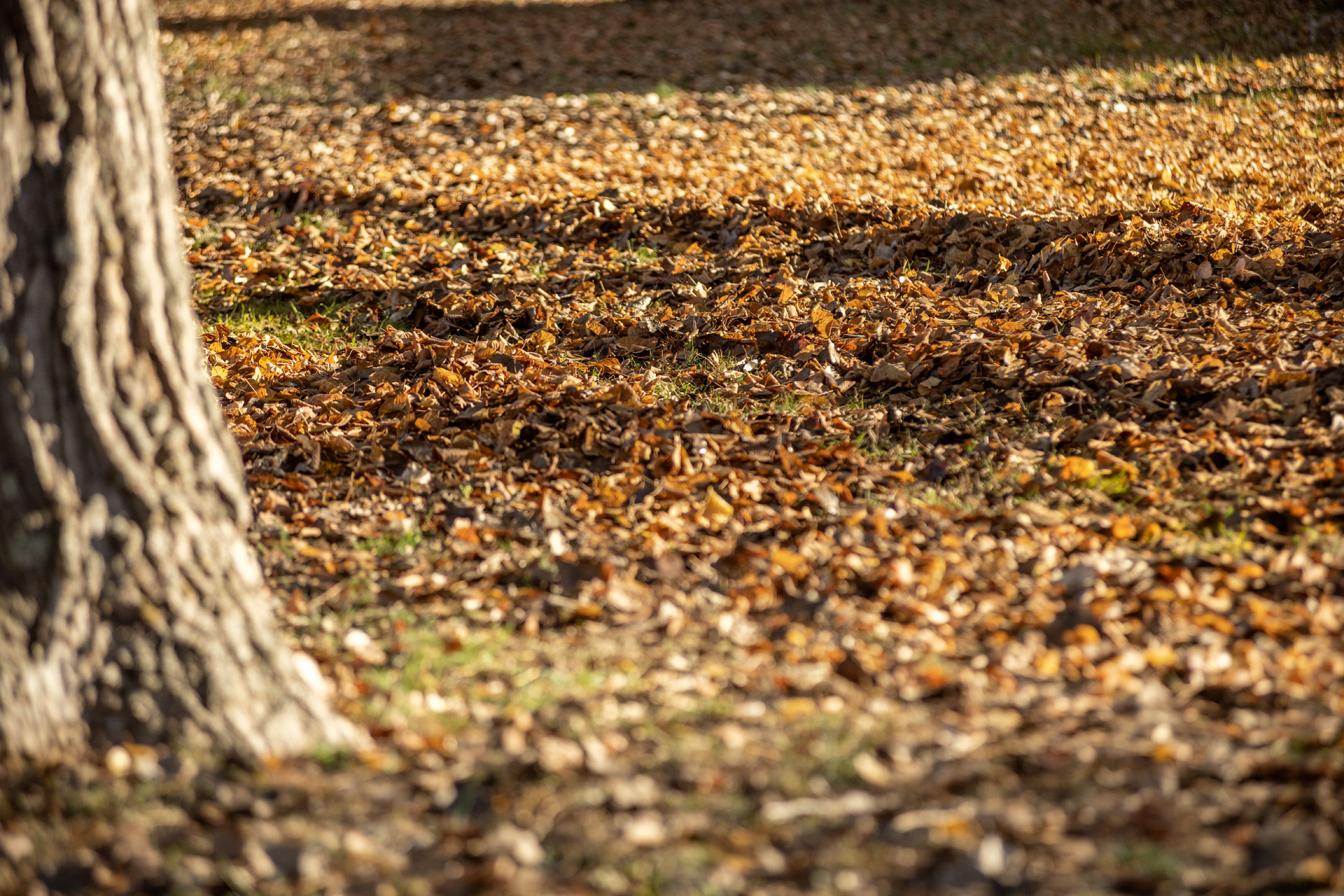 Droge bladeren in een tuin in de herfst