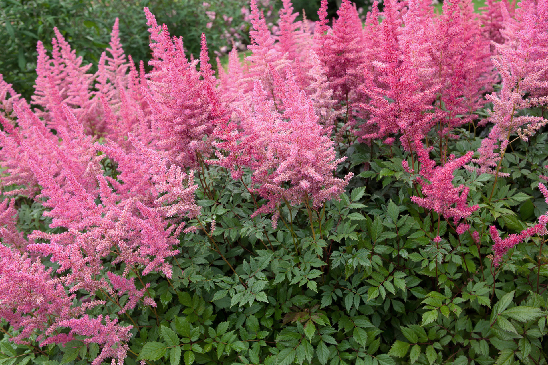 Roze bloeiende astilbe