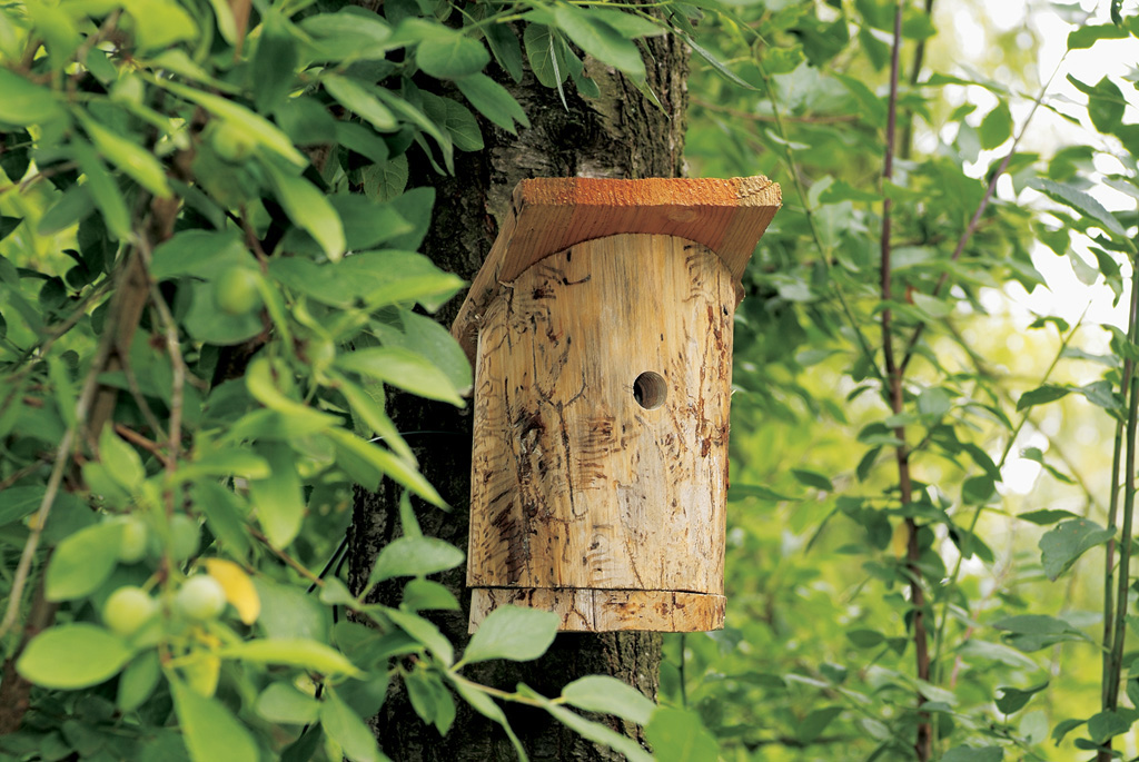 Een houten nestkastje hangt aan een boom tussen takken met groene bladeren