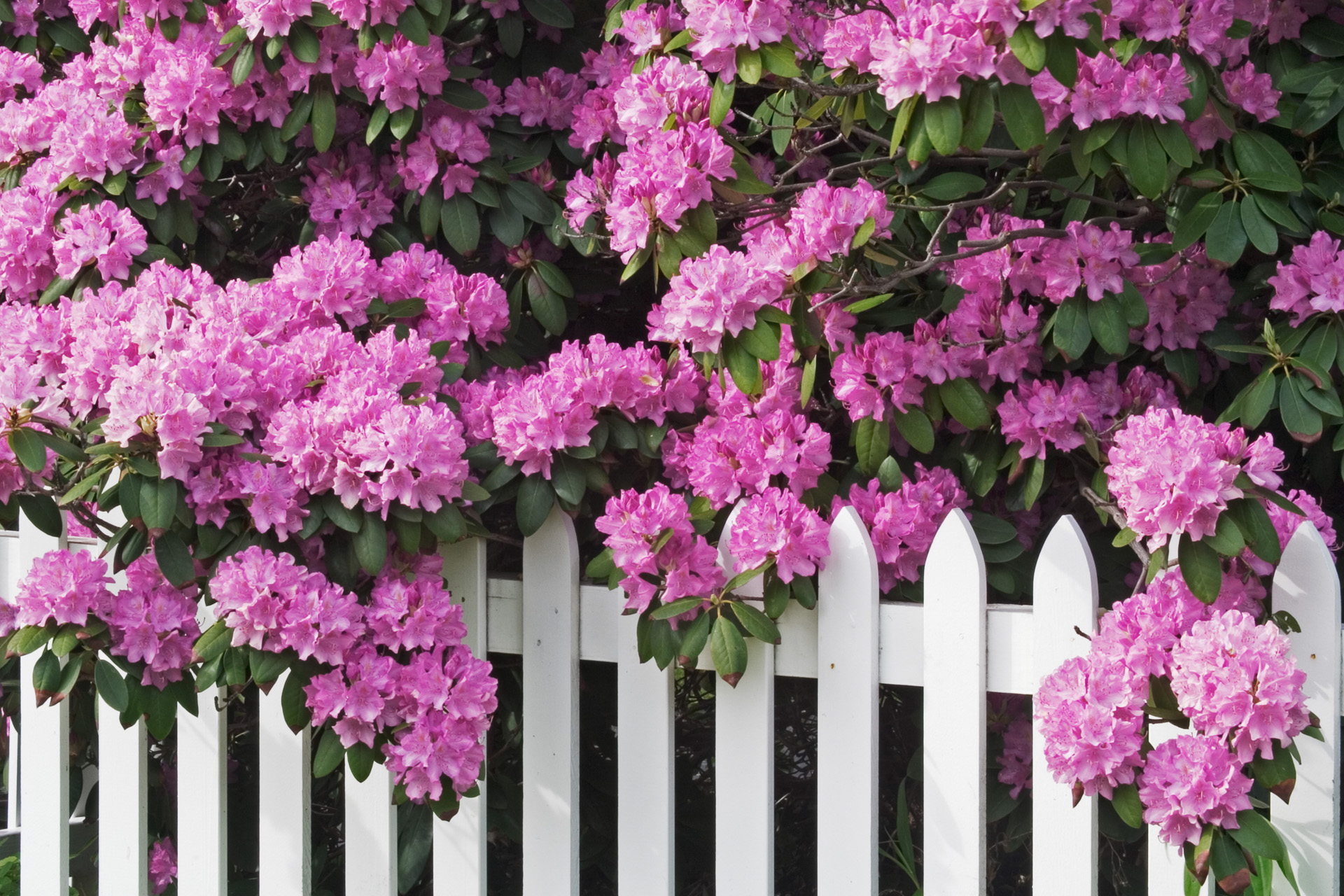 Stralend roze bloemen van een heg van rododendrons over een wit hek