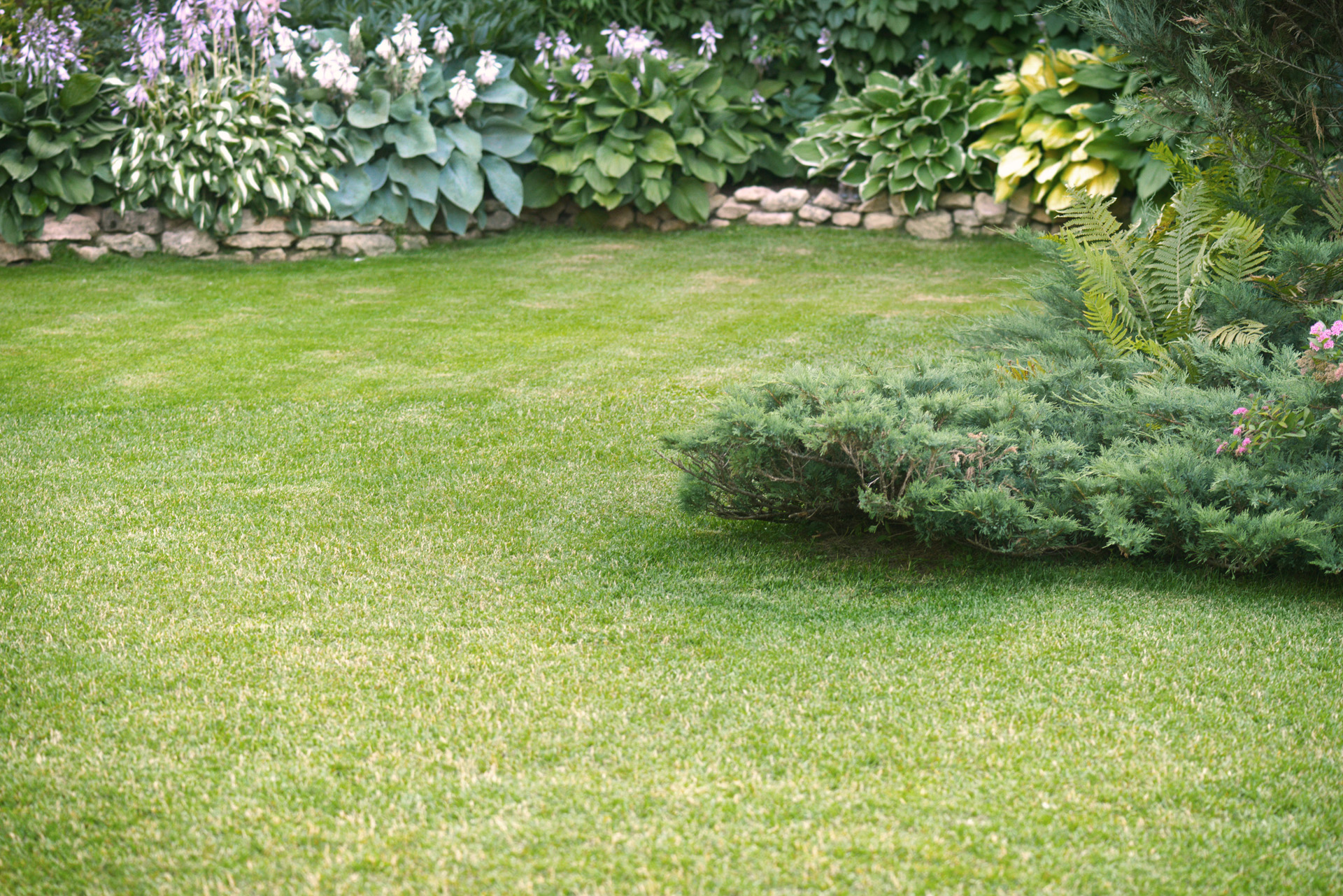 Gebogen gazon, omgeven door lage stenen muur met hoge blauwe planten en middelhoge struiken.