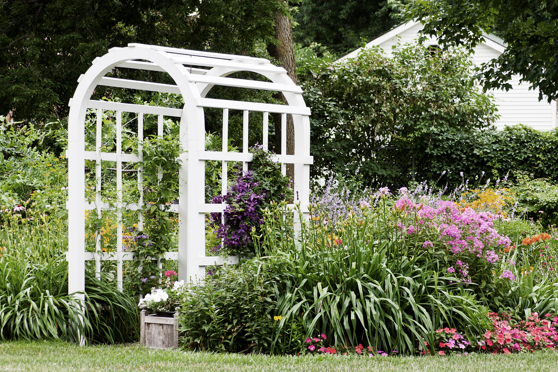 Wit klimrek tussen roze en paarse bloeiende planten in de tuin