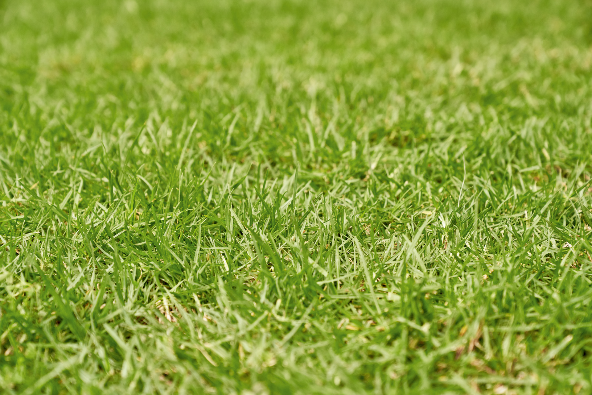 Close-up van groen gras