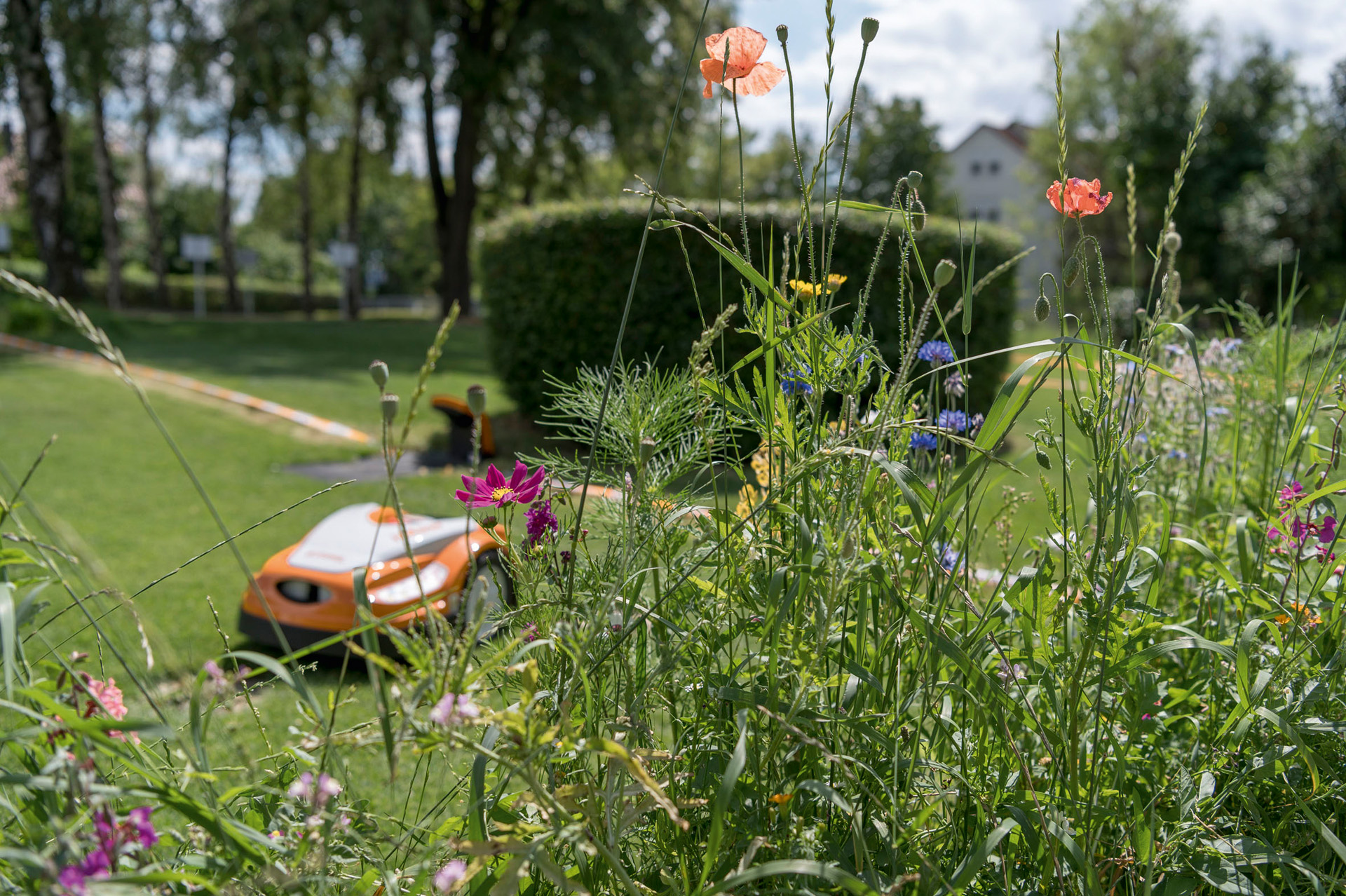 Rode klaproos, korenbloemen en andere wilde bloemen, op de achtergrond een STIHL iMOW® robotmaaier met laadstation in een tuin