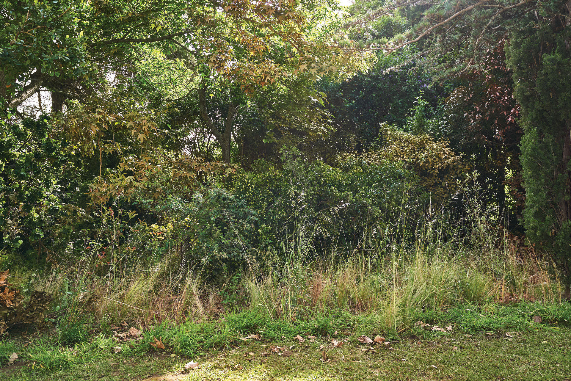 Een schaduwrijke, overwoekerde tuin met lang gras, afgevallen bladeren en dichte struiken en bomen