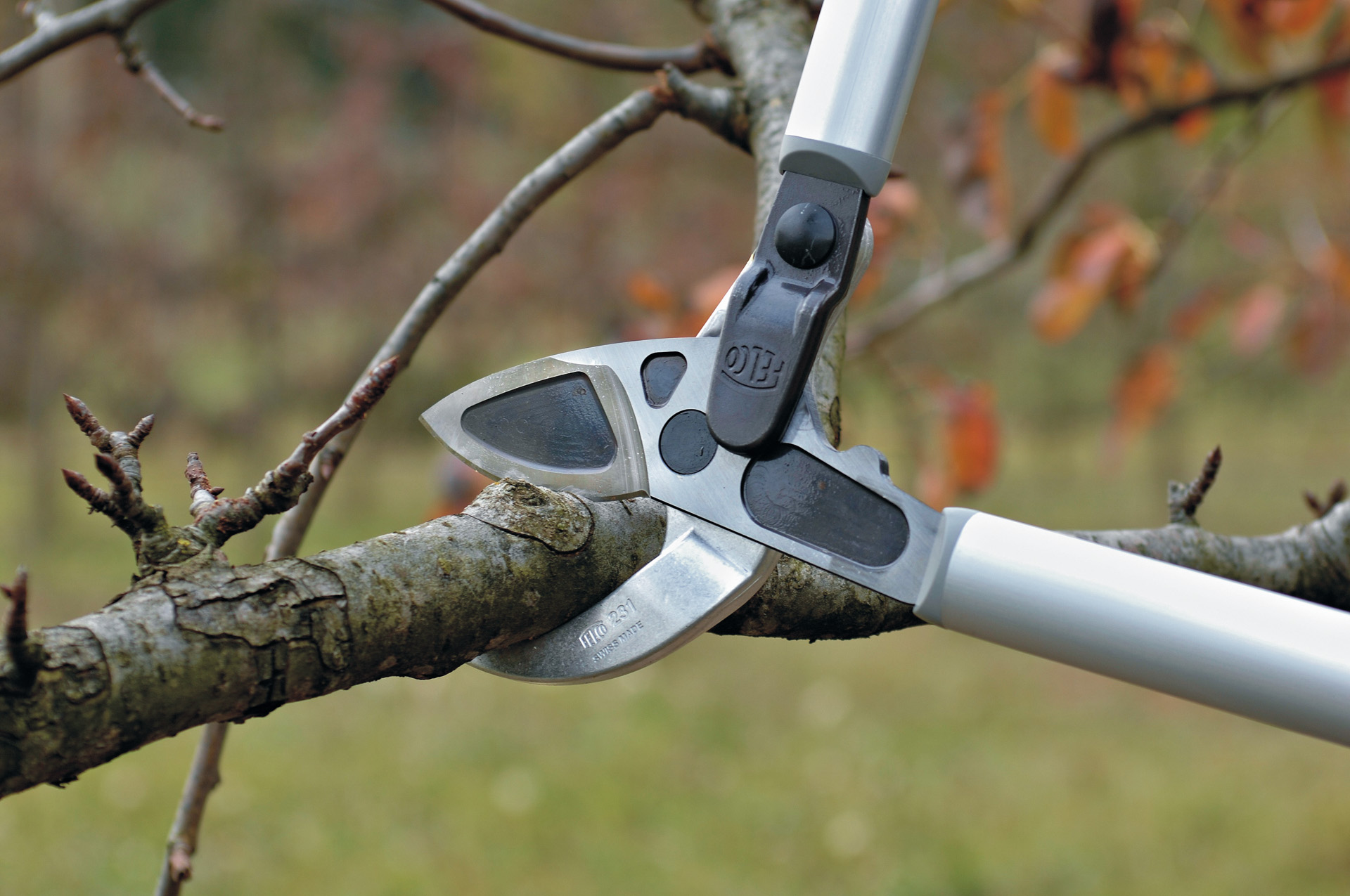 Een fruitboom wordt gesnoeid met een takkenschaar