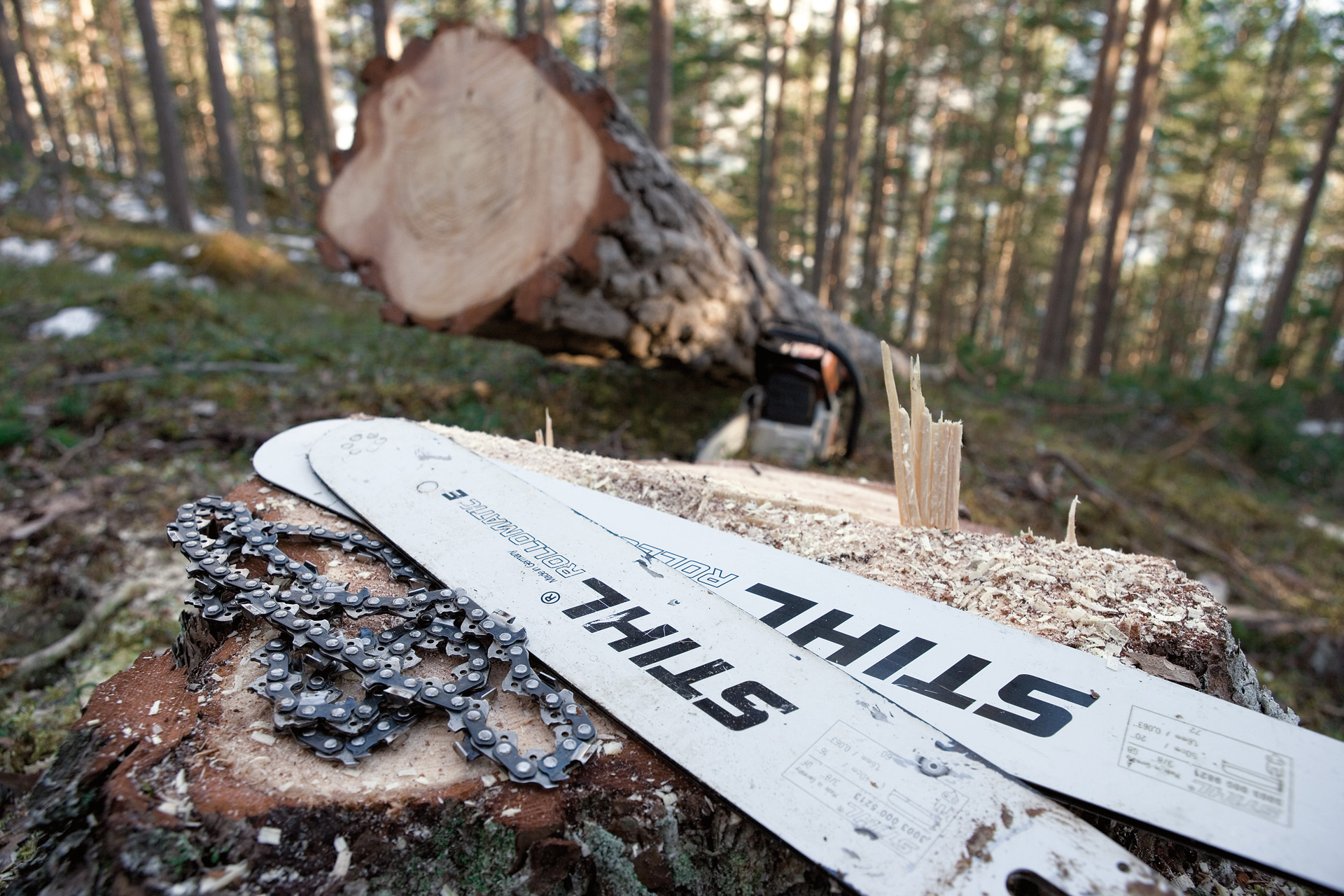 Twee STIHL Rollomatic E geleiders en een ketting liggen op een boomstronk in het bos, naast een gevelde boom en een STIHL kettingzaag.