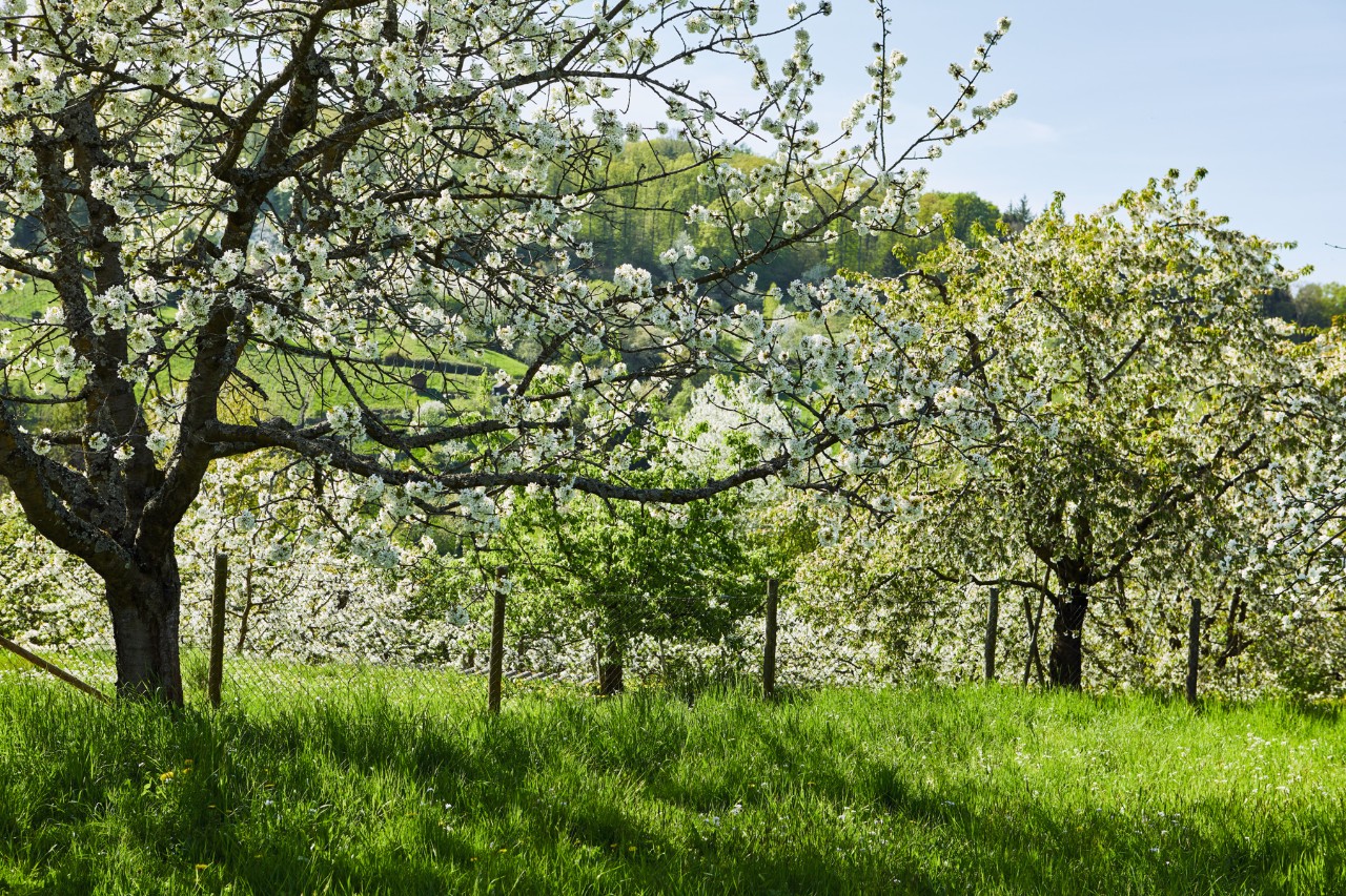Natuurfoto van bloeiende fruitbomen in een boomgaard