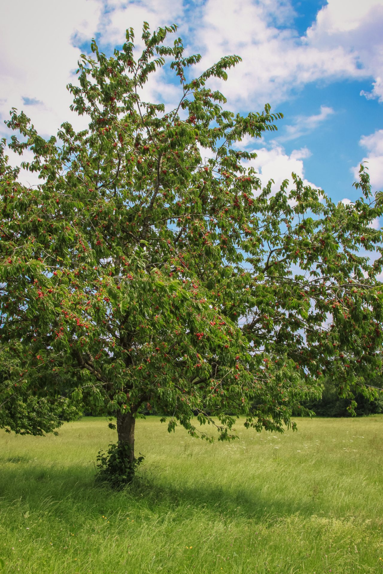 Snelgroeiende kersenbomen gedijen het beste op een luchtige, zonnige plek.