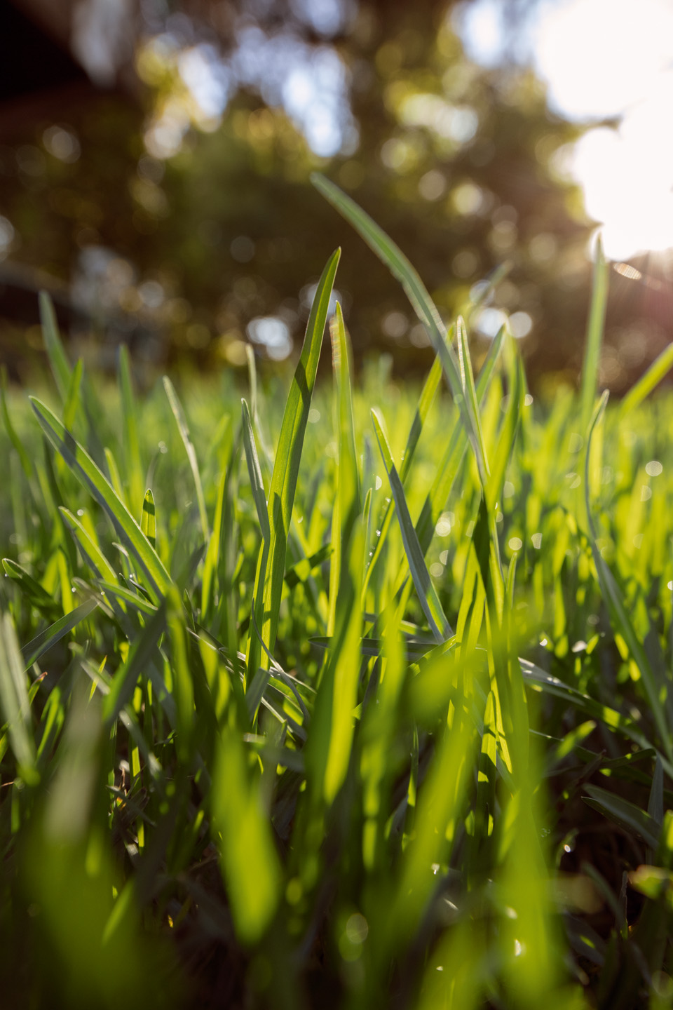 Petrol, Private users, Private, leisure gardeners, occasional users, Garden , Meadow