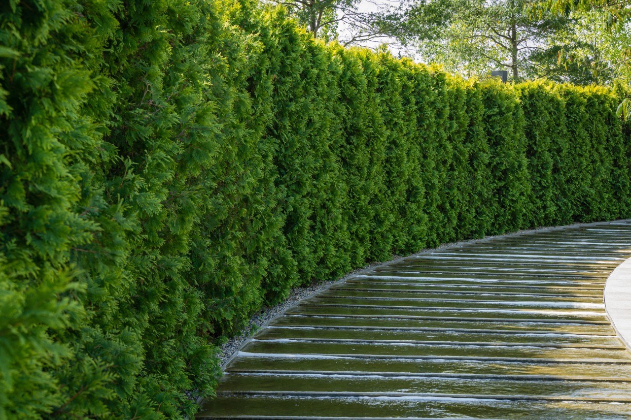 Dichtheid, groene thujaheg langs een weg