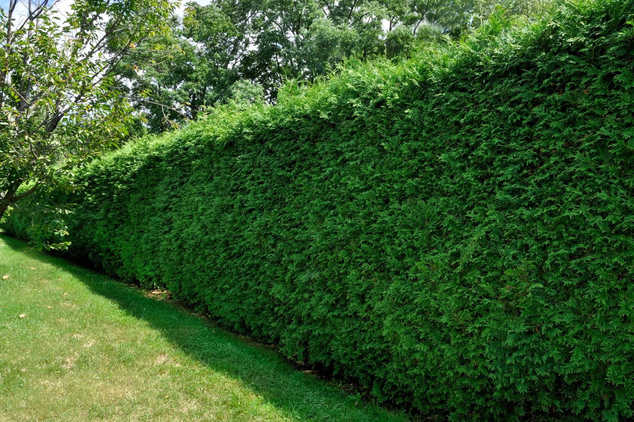 Taxus snoeien: wanneer en hoe vaak? Tips & verzorging | STIHL