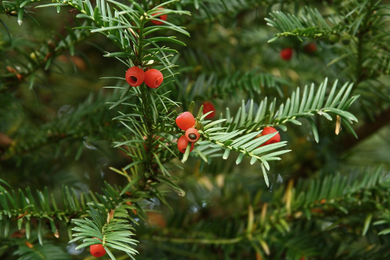 Taxus snoeien: wanneer en hoe vaak? Tips & verzorging | STIHL