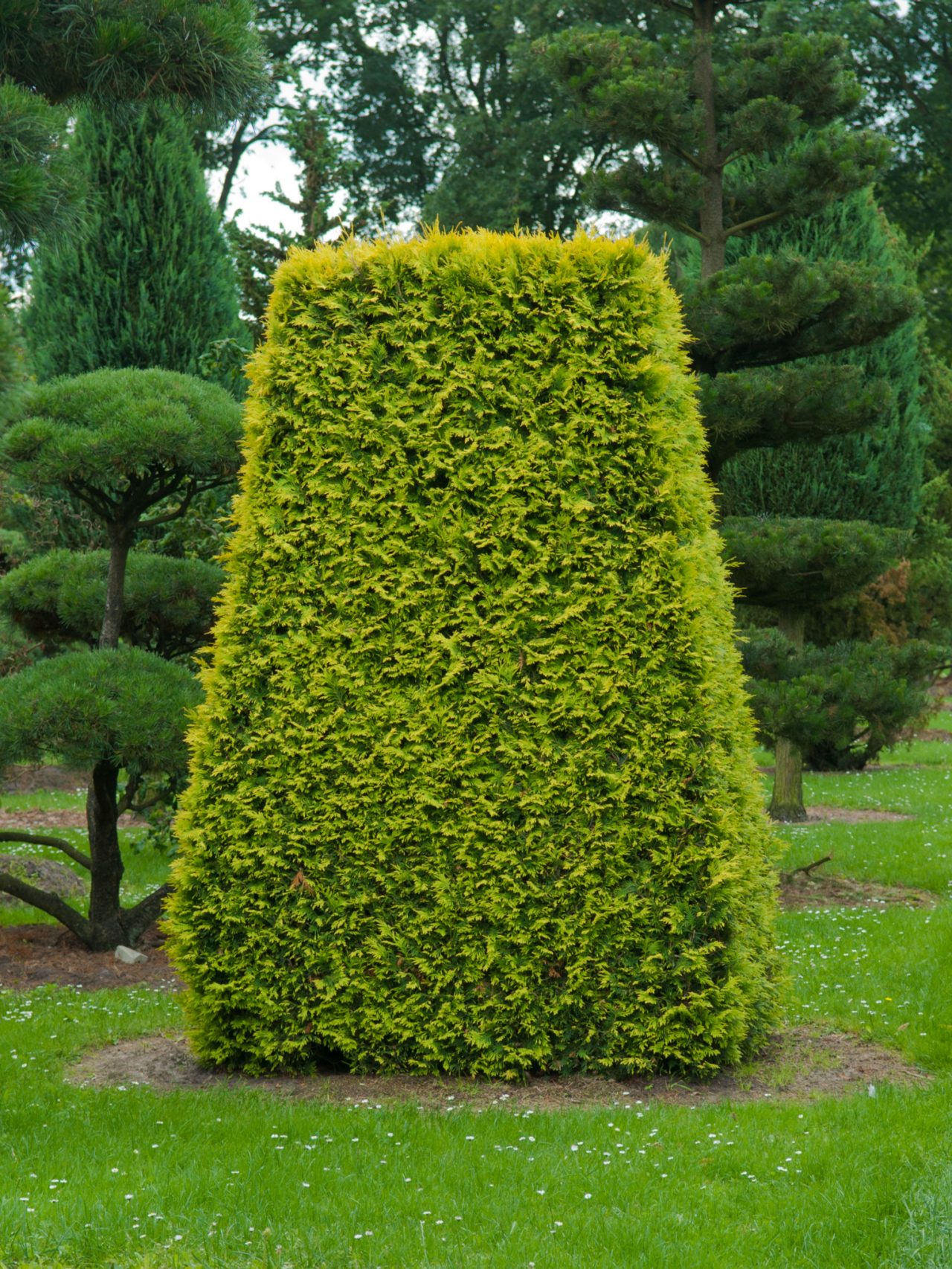 Taxus snoeien: wanneer en hoe vaak? Tips & verzorging | STIHL