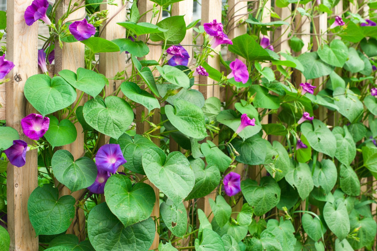 Houten inkijkbescherming met bloeiende dagbloemen